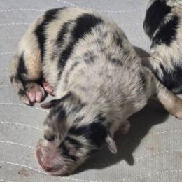 Blue merle (with tail) - Blue merle male Australian Shepherd puppy in Rainsville, Alabama from Chaparro Farm
