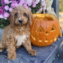 Sienna - Red female Cavapoo puppy in Bozrah, Connecticut from Cedar Creek Farm