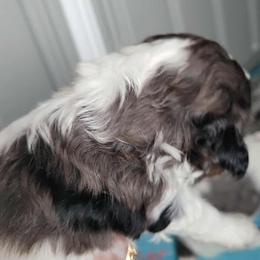 Bernedoodle Puppies from Daisy's Doodles