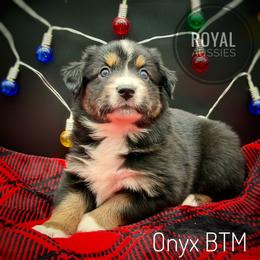 Onyx - Black tri-color male Australian Shepherd puppy in Petersburg, Indiana from Royal Aussie’s