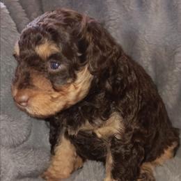 Miss Angel - Liver female Miniature Schnauzer puppy in Shoshone, Idaho from Debra Kruse's Miniature Schnauzers