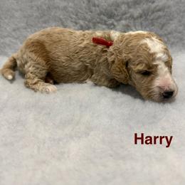 Harry - Apricot male Goldendoodle puppy in Conroe, Texas from Tails of Cypress