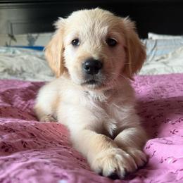 Mr. Blue - Golden male Golden Retriever puppy in Brentwood, California from Golden M Family Farms