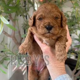 Cavapoo puppies from Ruby's Cavapoos