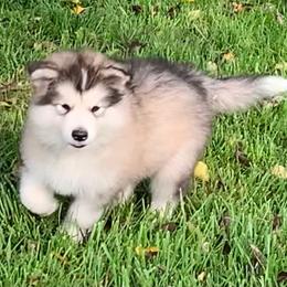 Tyson - Gray and white male Alaskan Malamute puppy in Palmyra, Michigan from Illusion Kennel