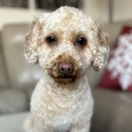 Merrett - Poodle