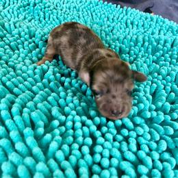 Johny - Black and cream male Dachshund puppy in Wolf Lake, Indiana from Canisteo Dachshunds