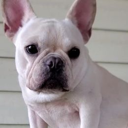 Cardi - French Bulldog