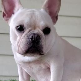 Cardi - French Bulldog