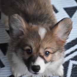 Lottie - 100 Acre Woods - Sable and white female American Corgi puppy in Lithia, Florida from Diamondcrest Inc