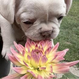 French Bulldog Puppies from DaSilvas Estrella AKC