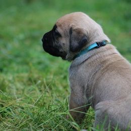 Boerboel Puppies from Northland Boerboels