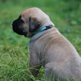 Boerboel Puppies from Northland Boerboels