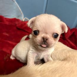 Jasper - White male Pug puppy in Morgantown, West Virginia from Groovy Pugs