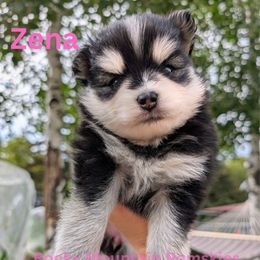 Zena - Black and white female Pomsky puppy in Kittredge, Colorado from Rocky Mountain Pomskies