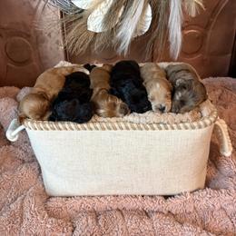 Cockapoo and Goldendoodle Puppies from Cackalacky Companions