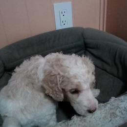 Salsa - Parti male Poodle puppy in Spring, Texas from Alysia Saleice Estes