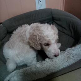 Salsa - Parti male Poodle puppy in Spring, Texas from Alysia Saleice Estes