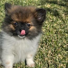 Chip - Black and tan parti male Pomeranian puppy in Los Angeles, Santa Clarita, California from LT_Poms