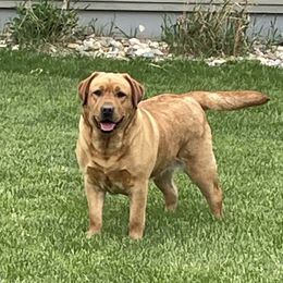 Kona - Labrador Retriever