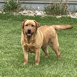 Kona - Labrador Retriever