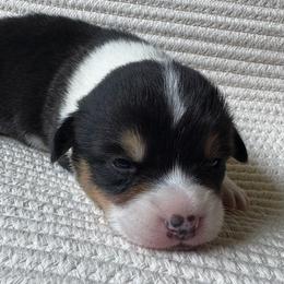 Mario - Black and tan male Pembroke Welsh Corgi puppy in Lake City, Minnesota from Lake Pepin Corgi's