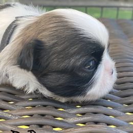 Shih Tzu Puppies from Willow Lane Shih Tzus