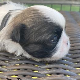 Shih Tzu Puppies from Willow Lane Shih Tzus