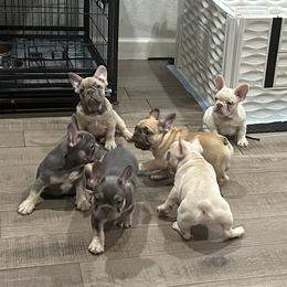 French Bulldog and Pug Puppies from House of Pugs and French BullDogs