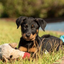 Magma - Black and rust female Beauceron puppy in Medina, Ohio from Beaucerons Des Vents