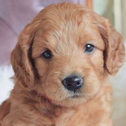 Goldendoodles and Labradoodles from Artisan Doodles