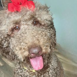 Coco - Goldendoodle