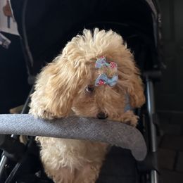 AKC Queen Helen of Venus - Red female Havanese puppy in North Richland Hills, Texas from A Royal Havanese Court