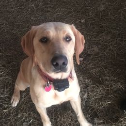 Artemis - German Shepherd