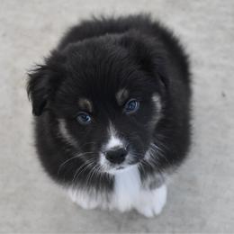 Chiot - Black tri-color male Australian Shepherd puppy in Kirksville, Missouri from BellSharps Australian Shepherds