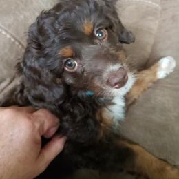 Aussiedoodle Puppies from Cross-Tied Farm Aussiedoodles