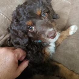 Aussiedoodle Puppies from Cross-Tied Farm Aussiedoodles