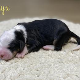Nyx - Tri-color female Bernedoodle puppy in Henry, Illinois from Rowe Farms Doodles