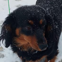 Lady - Dachshund
