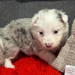Phoenix - Blue merle female Border Collie puppy in Mckinney, Texas from Border Collies of Ruidoso