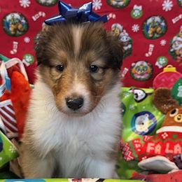 Dasher - Sable and white male Collie puppy in Carencro, Louisiana from Cajun Bayou's Collies LLC