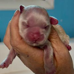 Benny - White male Shih Tzu puppy in Skipperville, Alabama from Nay Nay’s Babies