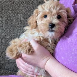 CM1 - Charity's Male 1 - Loki - Apricot male Havapoo puppy in Burlington, Iowa from River View Puppies