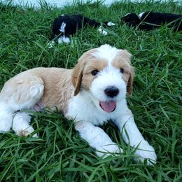 Aussiedoodle Puppies from Southwest Florida Doodles