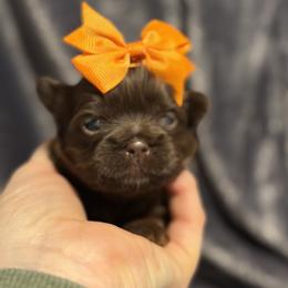 Chocolate girl - Liver female Shih Tzu puppy in Sharon, Pennsylvania from Keystone Danes and Shih tzus