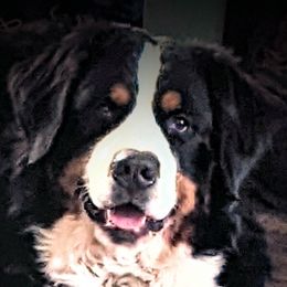 Samson - Bernese Mountain Dog