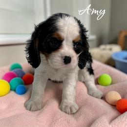 Amy - Tri-color female Cavalier King Charles Spaniel puppy in Miami, Florida from Mario’s Pups