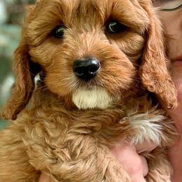 Chili - Red male Cavapoo puppy in Mona, Utah from Hearts Full of Puppies
