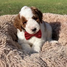 Red boy - Parti male Goldendoodle puppy in Waskom, Texas from Pearls & Curls doodles & poodles
