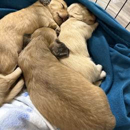 Dachshund Puppies from JP’s Dachshunds